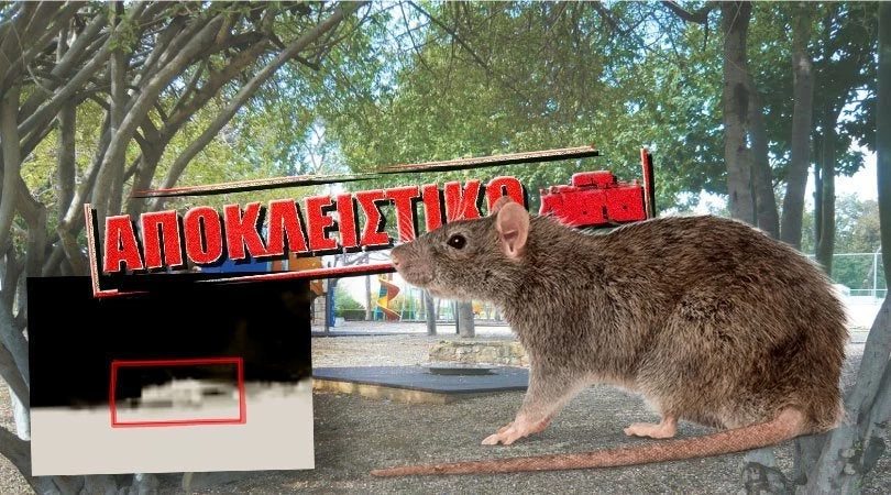 Σοκαριστικό: Νυφίτσα “βολτάρει” σε παιδότοπο δίπλα σε παιδιά – Bίντεο